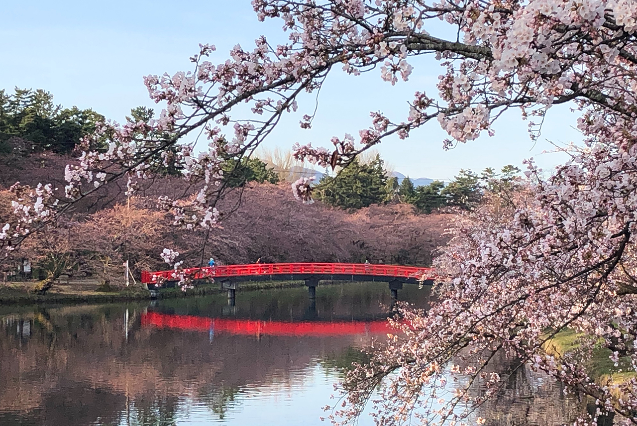 弘前公園/2021/春