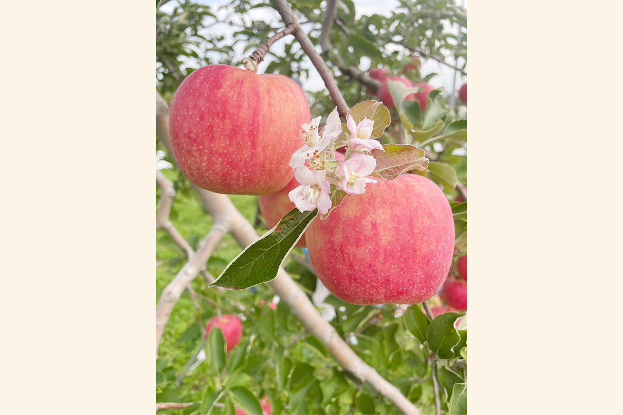 雪が降る前に／収穫／終盤